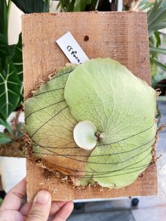 (Category: ) located in . Submitted by plantsparty (Listing ID 1190637898, Image 1). Description: .