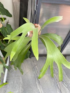 (Category: ) located in . Submitted by plantsparty (Listing ID 1190636649, Image 1). Description: .