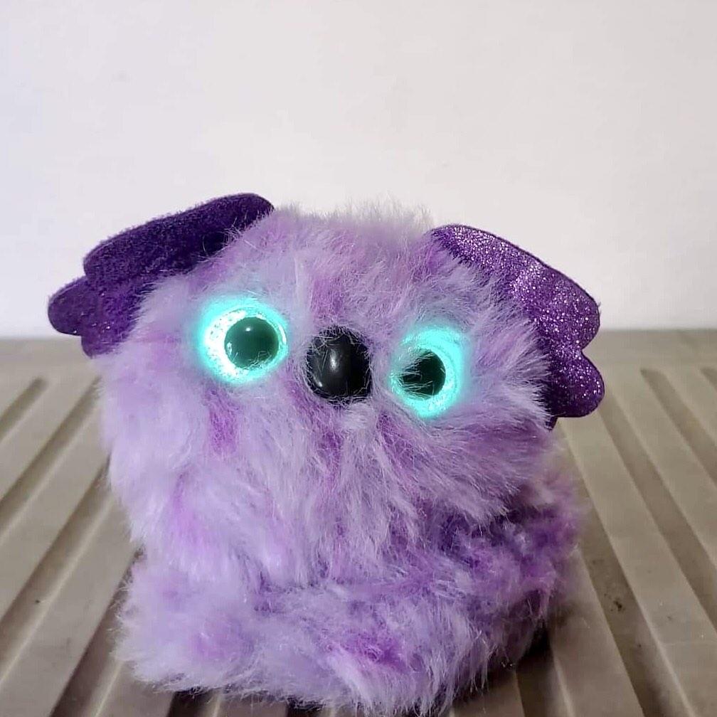 Pomsies koala new arrivals
