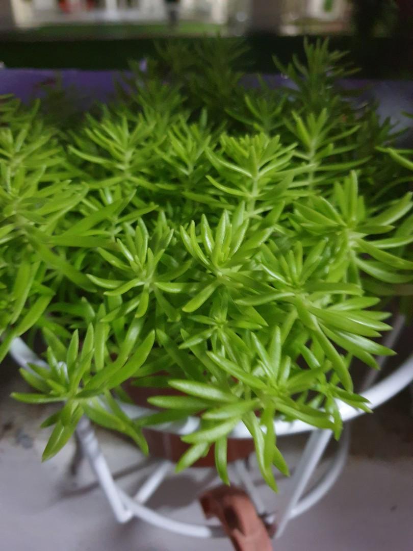 Sedum Lineare Carpet Sedum Sea Urchin Variegated, Furniture & Home