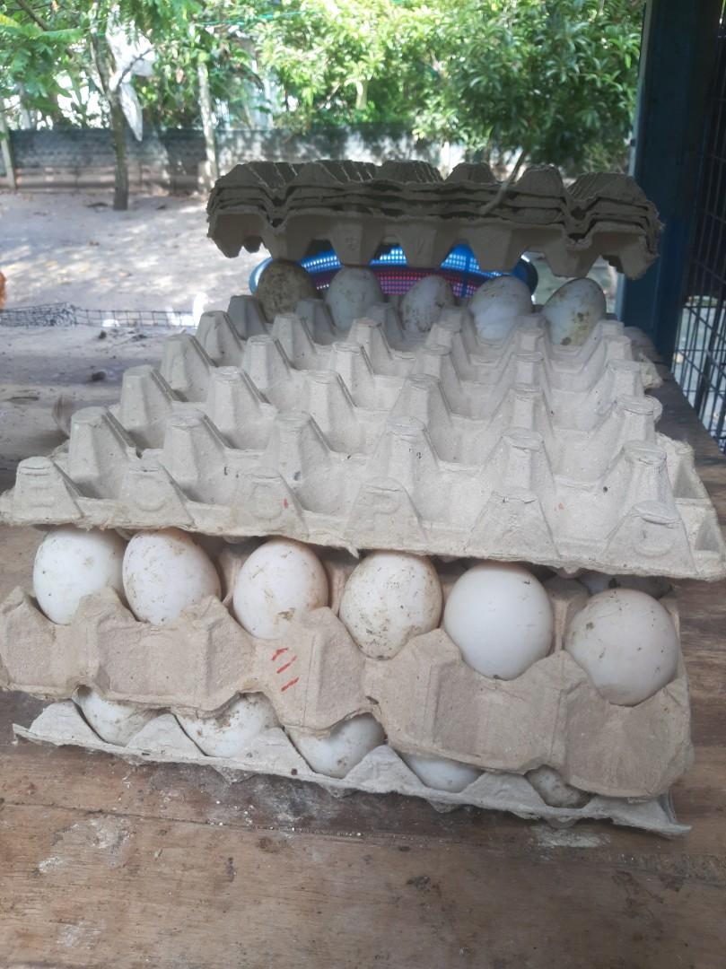 Telur Itik, Food & Drinks, Fresh Produce on Carousell