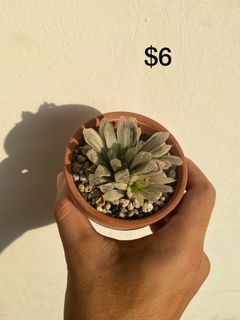 (Category: ) located in . Submitted by aibe1 (Listing ID 1190661522, Image 1). Description: .