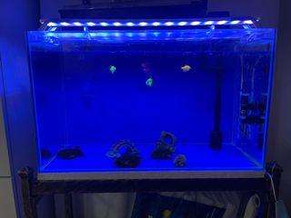 (Category: ) located in . Submitted by adax43 (Listing ID 1190847652, Image 1). Description: .