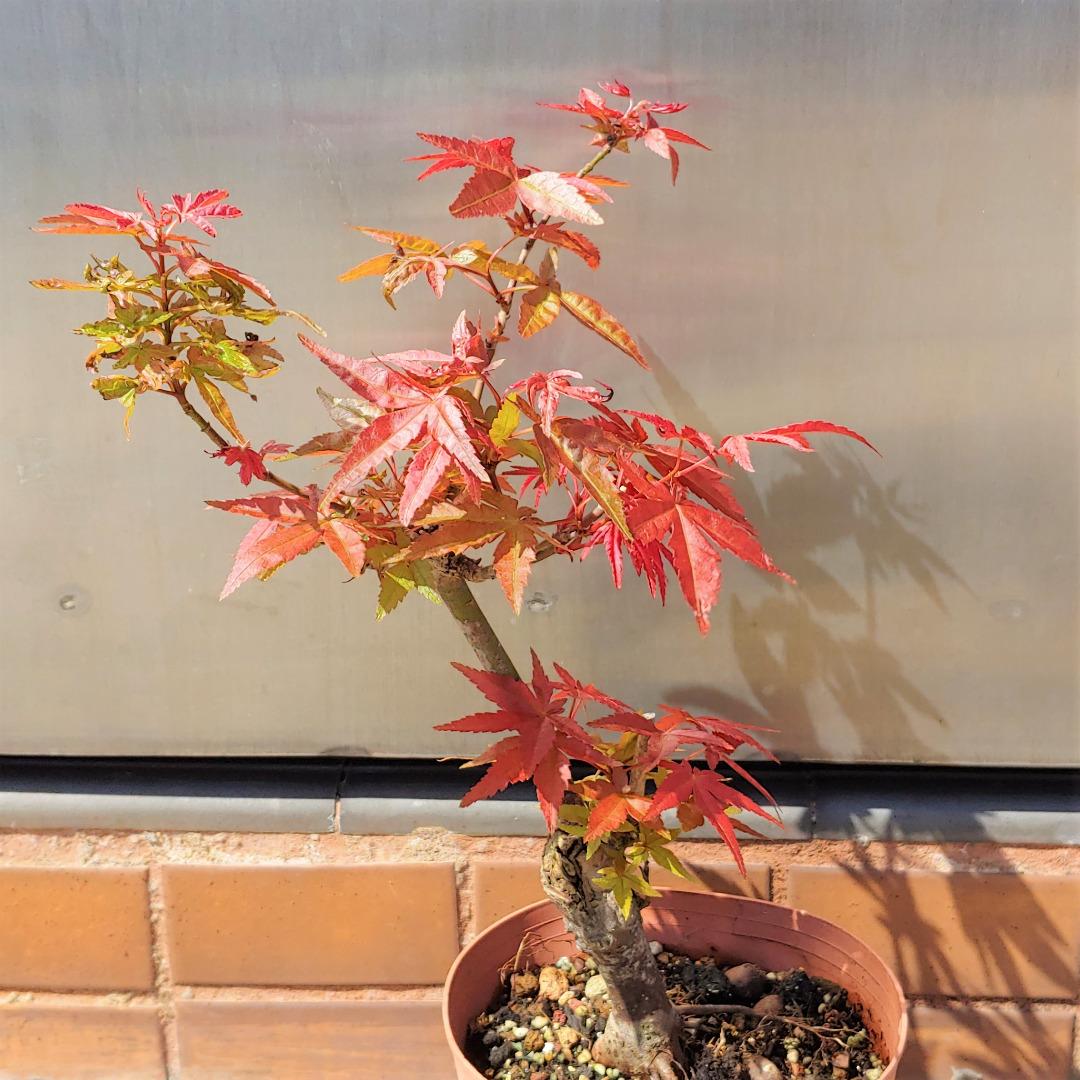 紅楓🍁小盆景/ 楓樹🍁 Maple / Small Bonsai, 傢俬＆家居, 園藝, 植物