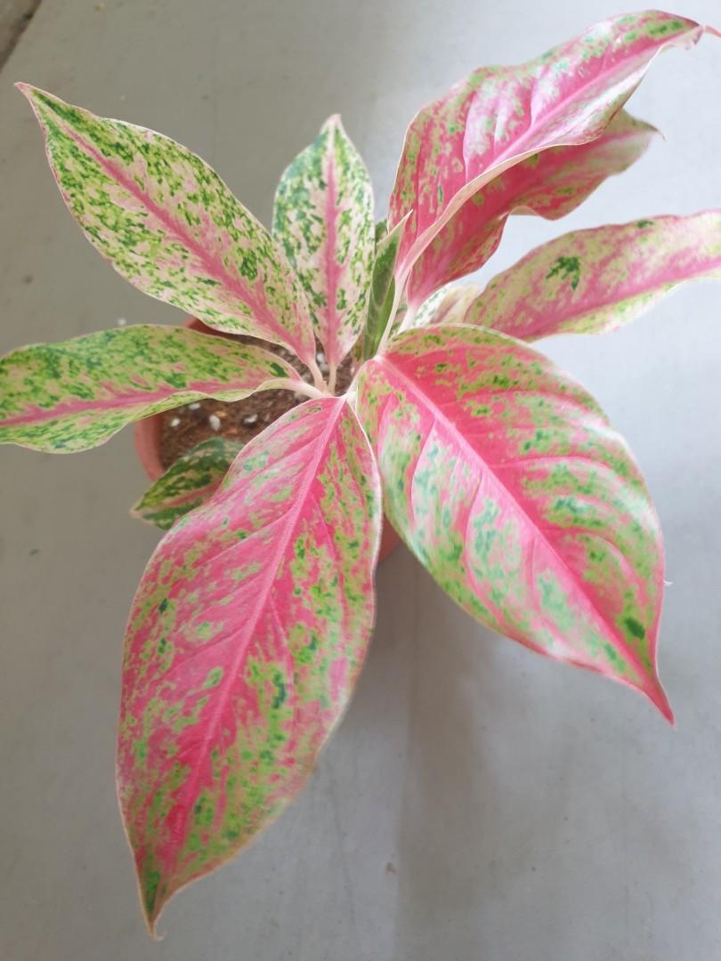 Aglaonema Red Butterfly, Furniture & Home Living, Gardening, Plants & Seeds  on Carousell