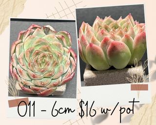 (Category: ) located in . Submitted by Succulent_Paradise (Listing ID 1190779198, Image 1). Description: .