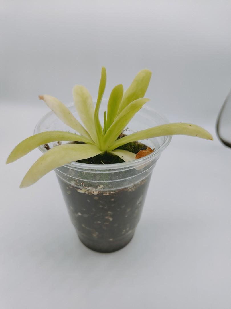 Butterwort (Pinguicula), Furniture & Home Living, Gardening, Plants