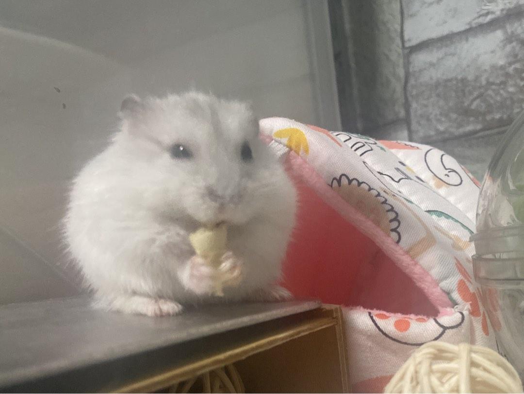 Hamster boarding sales