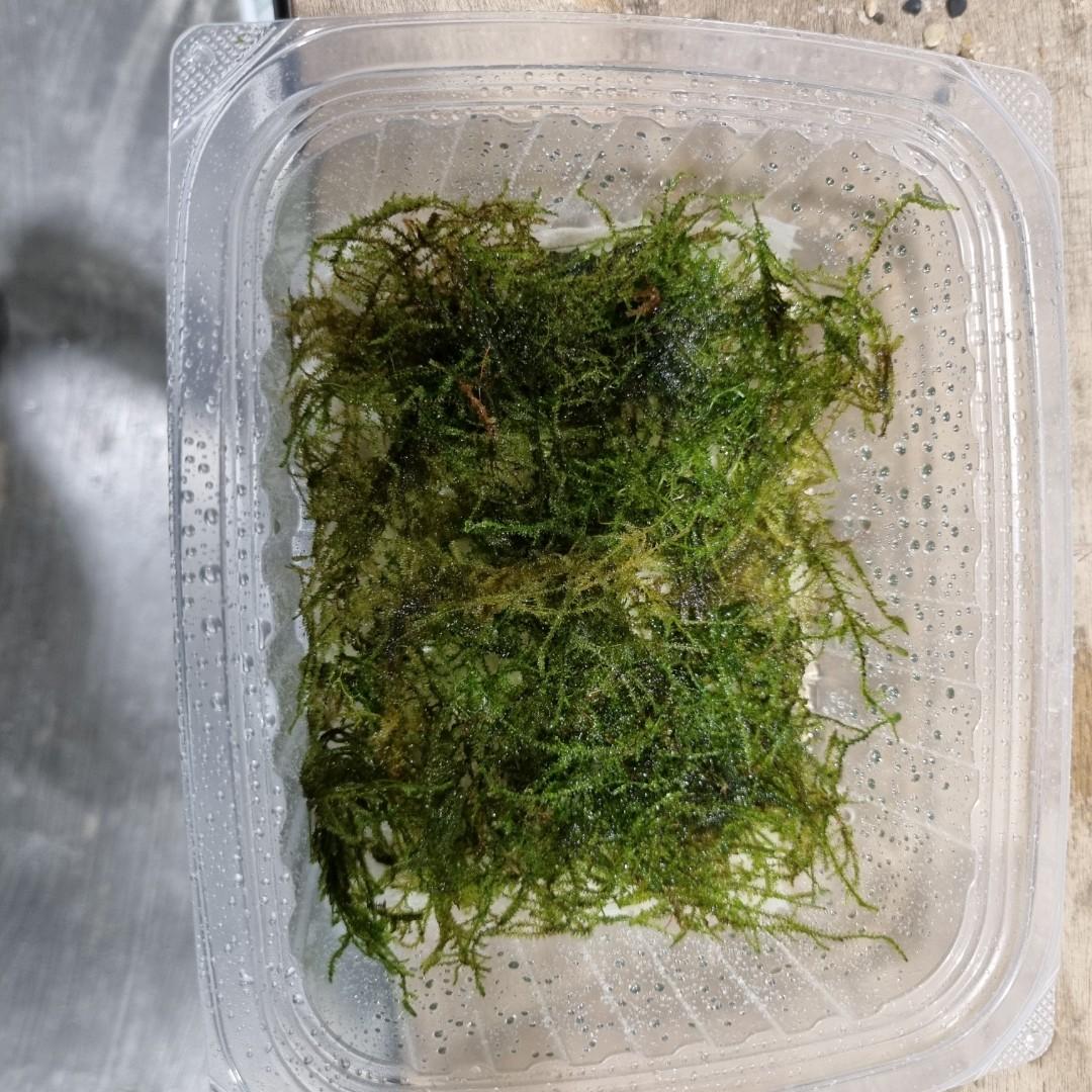 Java moss, Furniture & Home Living, Gardening, Plants & Seeds on Carousell