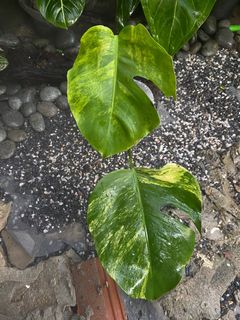 (Category: ) located in . Submitted by leafhomestudio (Listing ID 1190819128, Image 1). Description: .