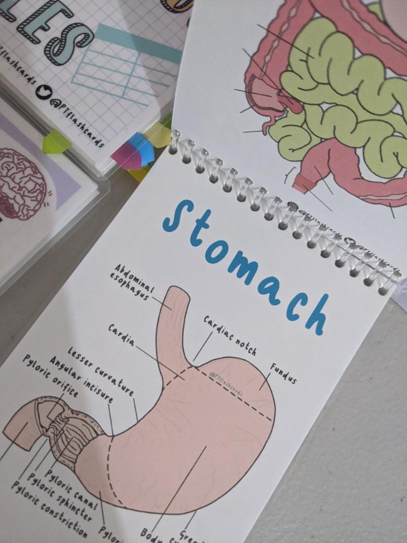 Physical Therapy (PT) Flashcards Anatomy, Flashcard of Tables