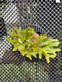 (Category: ) located in . Submitted by pLantae (Listing ID 1190692015, Image 1). Description: .