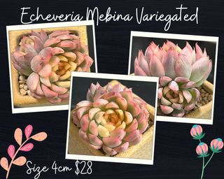 (Category: ) located in . Submitted by Succulent_Paradise (Listing ID 1190730859, Image 1). Description: .