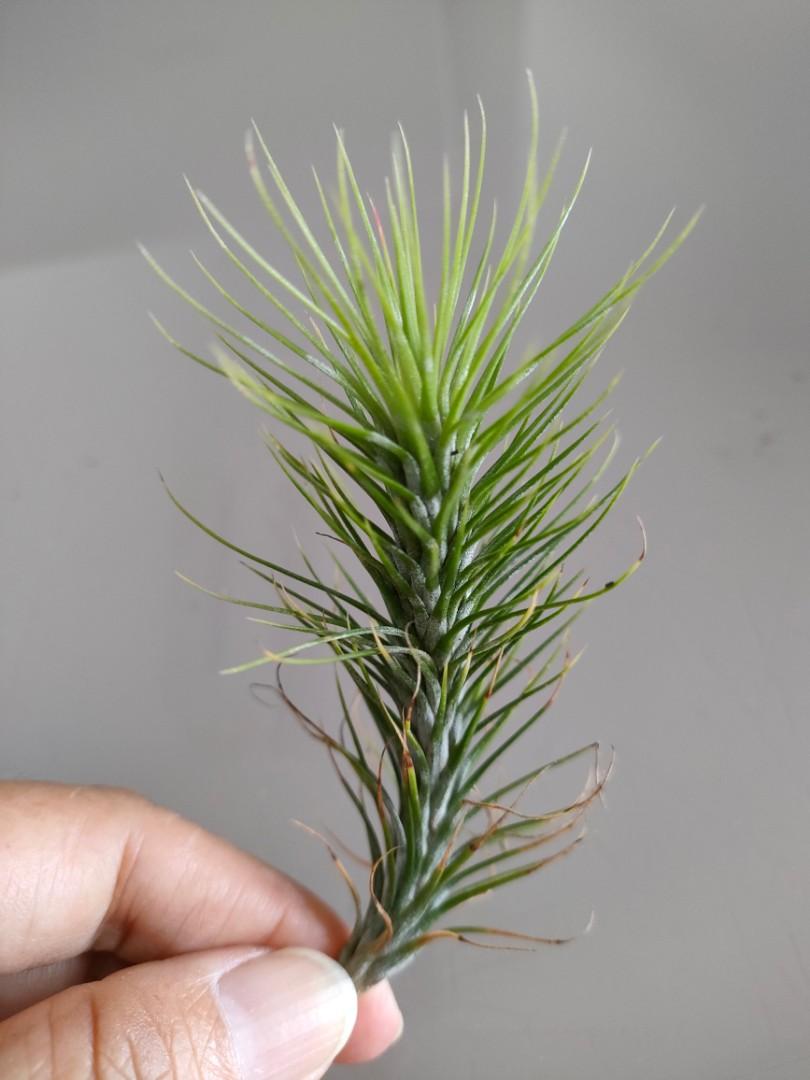 Tillandsia funckiana 'herb hill', Furniture & Home Living, Gardening