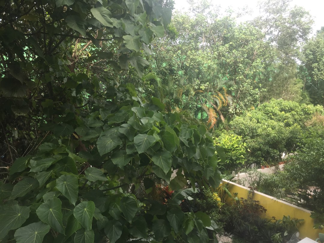 Self-owned California Garden, Near Mall, Quiet with Tree View, Single-side Building King, Practical 1016 sq.ft. ($14,000/sq.ft.), Sun Hung Kai HOUSE, Double Parking64076921317506111