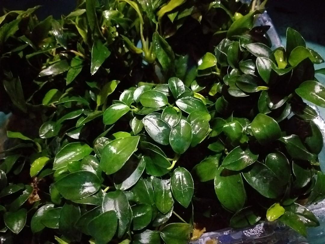 Aquatic plants anubias java ferns epiphyte plants, Furniture & Home