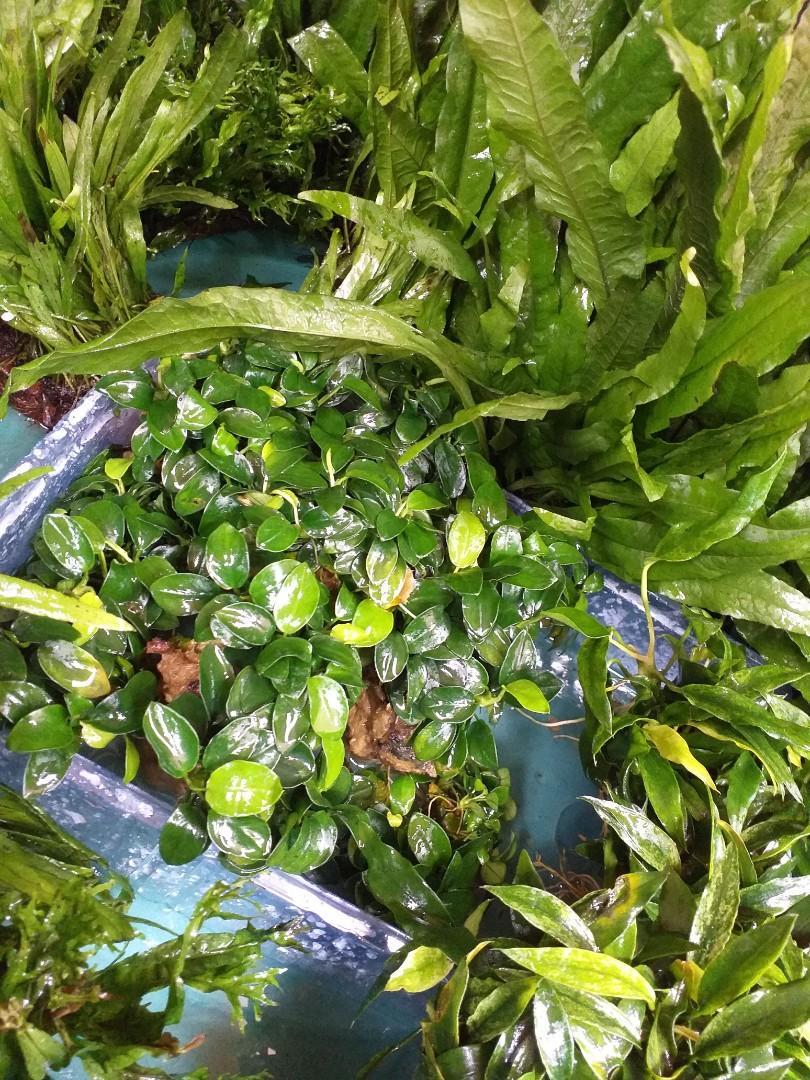 Aquatic plants anubias java ferns epiphyte plants, Furniture & Home