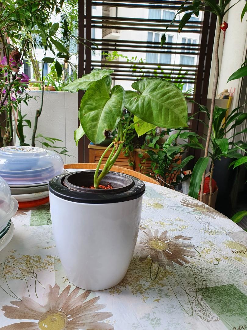 Desk bound Alocasia, Furniture & Home Living, Gardening, Plants & Seeds