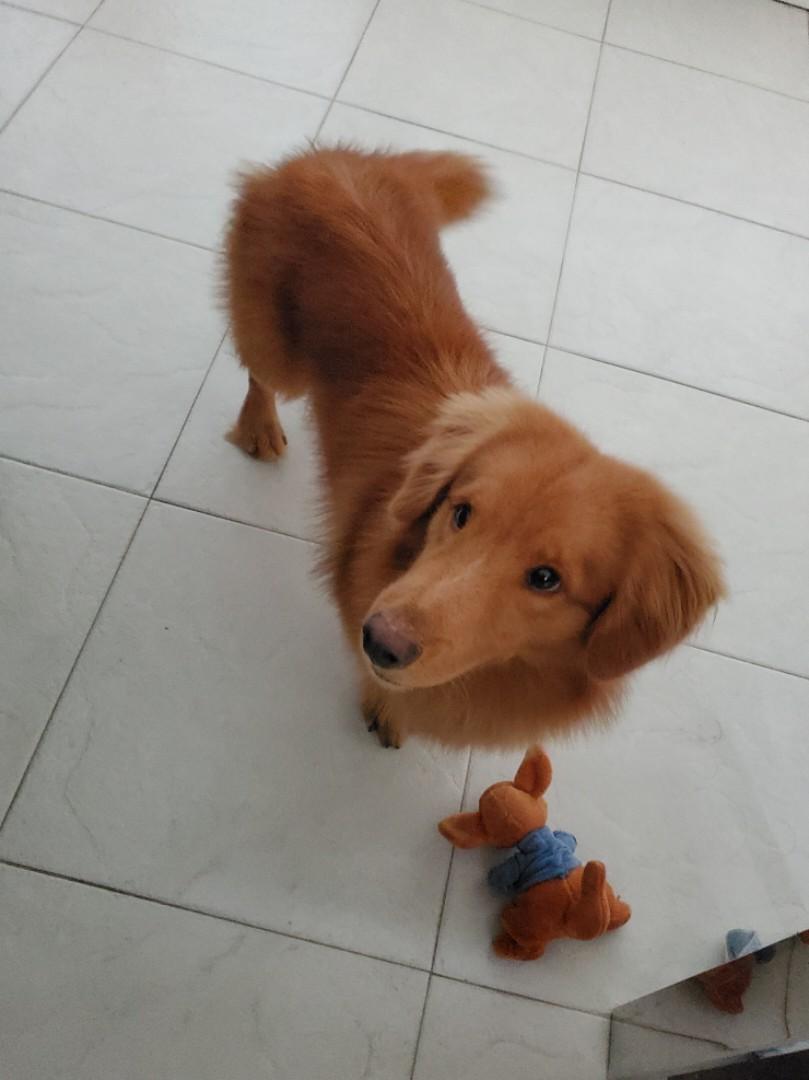 dog boarding east area HDB, Lifestyle Services, Pet Care Services on