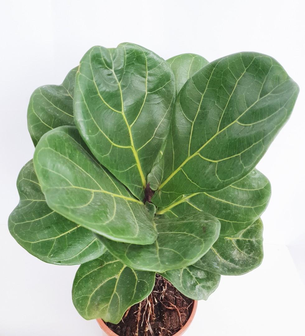 Ficus Pandurata, Furniture & Home Living, Gardening, Plants & Seeds on