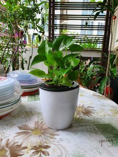 (Category: ) located in . Submitted by lindang08 (Listing ID 1190945958, Image 1). Description: .
