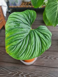 (Category: ) located in . Submitted by plantingblissfully (Listing ID 1190930532, Image 1). Description: .