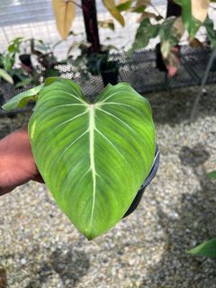 (Category: ) located in . Submitted by foliageoverdose (Listing ID 1191010990, Image 1). Description: .