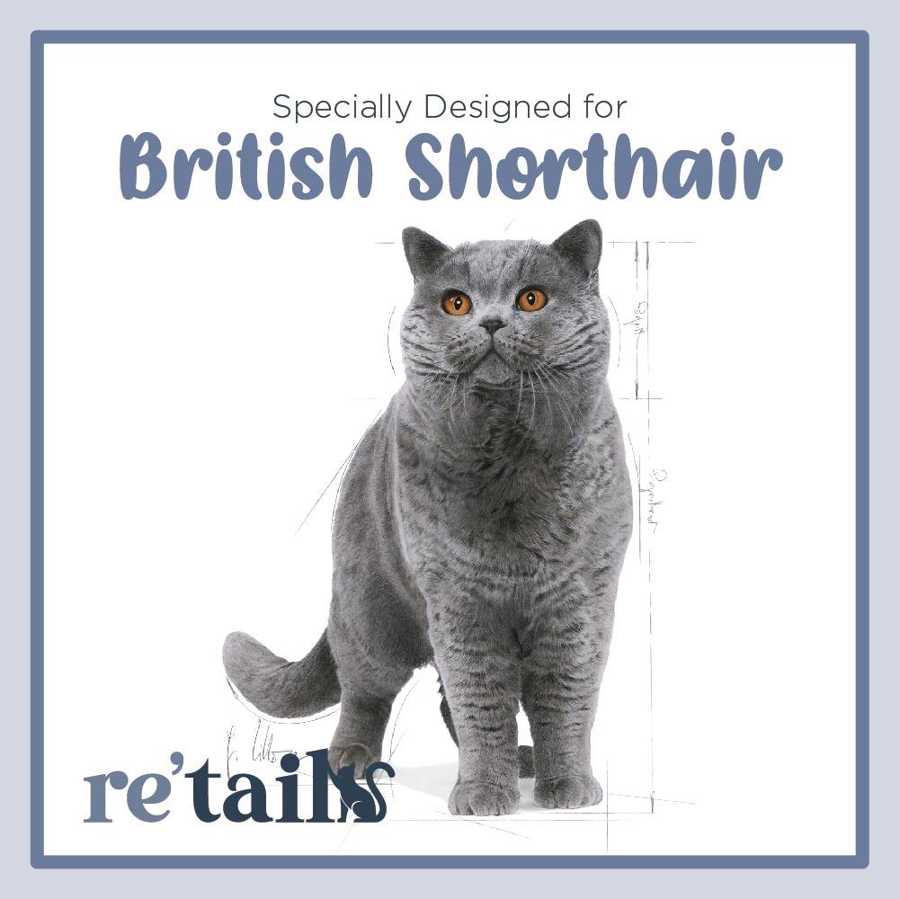 Makanan british shorthair clearance