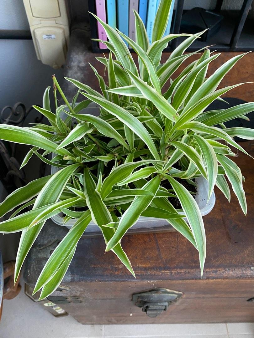 Spider plant babies in home made self watering containers, Furniture