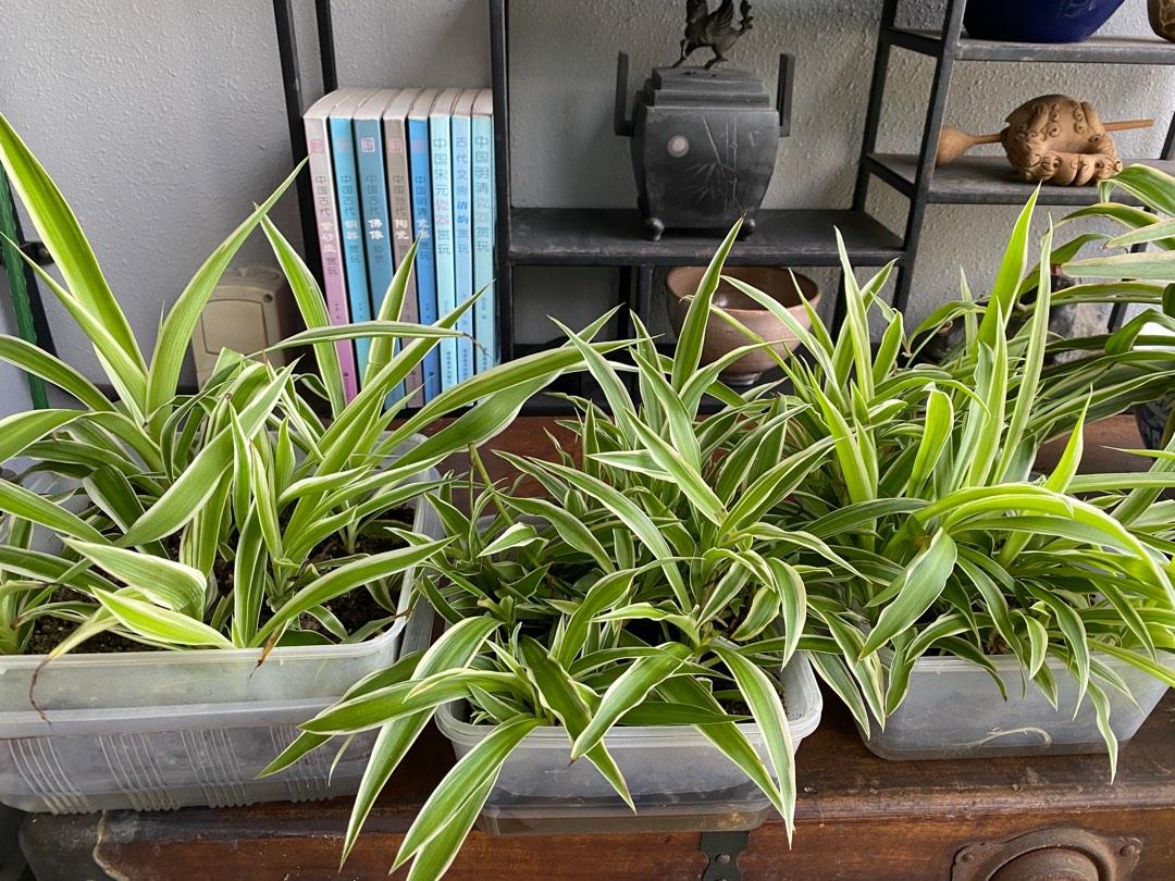 Spider plant babies in home made self watering containers, Furniture