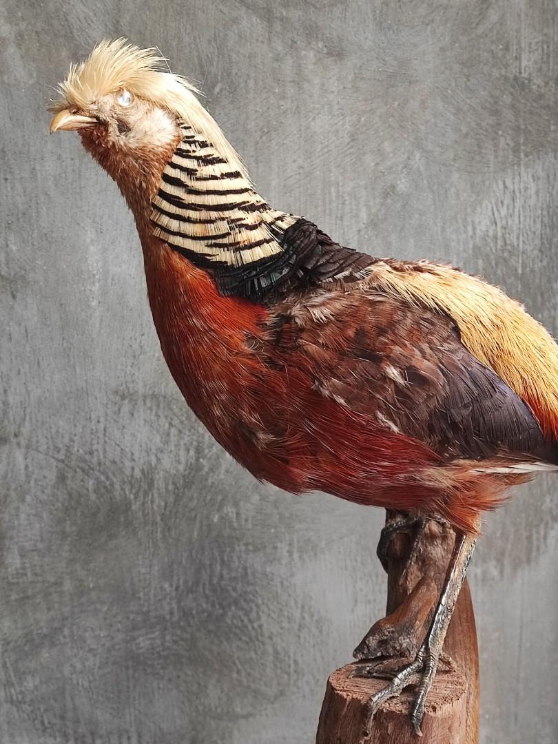 Taxidermy Golden Pheasant (Category: Other Home Decor) located in Pasig City. Submitted by happyfindsmnl (Listing ID 1191077541, Image 2). Description: .