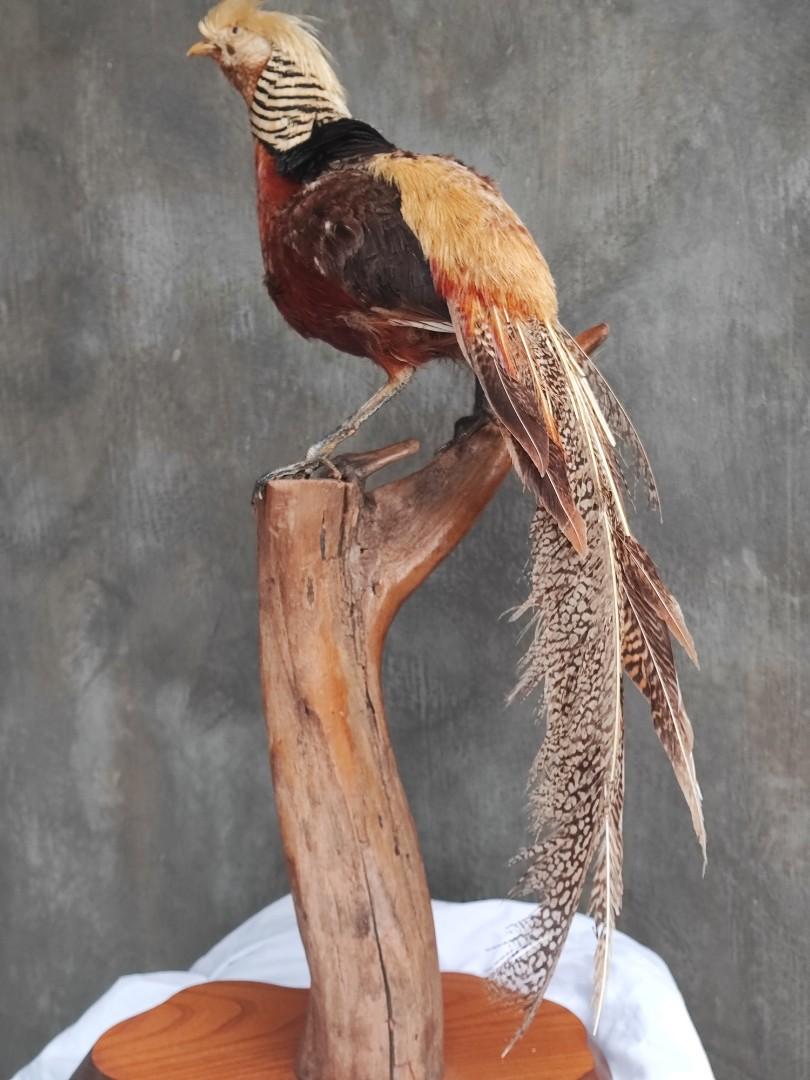 Taxidermy Golden Pheasant (Category: Other Home Decor) located in Pasig City. Submitted by happyfindsmnl (Listing ID 1191077541, Image 3). Description: .