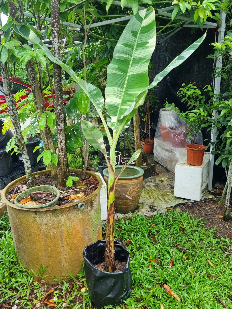 Variegated banana, Furniture & Home Living, Gardening, Plants & Seeds ...