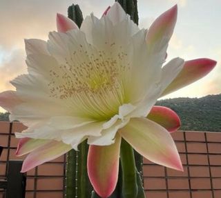 （分類：）位於 。 由 edwardcth 提交（商品編號 1191002374，圖片 1）。簡介： 。