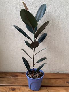 （分類：）位於 。 由 lokyinn 提交（商品編號 1191127621，圖片 1）。簡介： 。