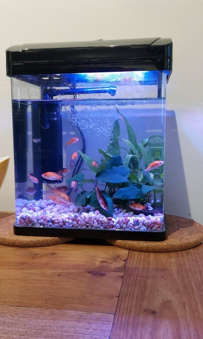 Aquarium set Light + Hailea pump, Pet Supplies, Homes & Other Pet