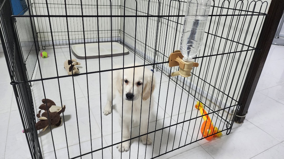 cage fence for dogs