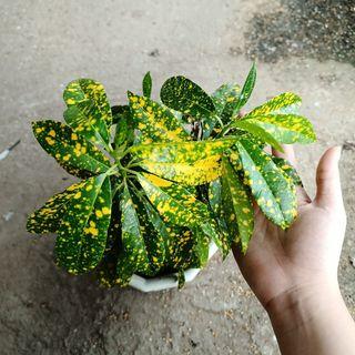 Gold Dust Croton Plant with White Pot