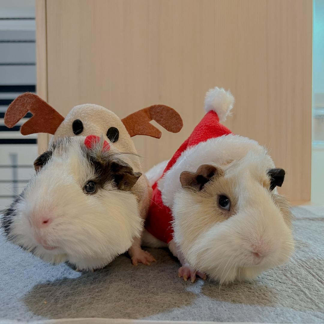 Guinea pig onesie for adults deals