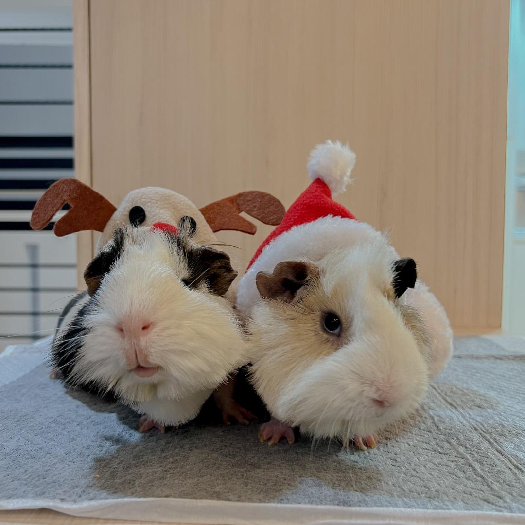 Guinea pig onesie for adults store