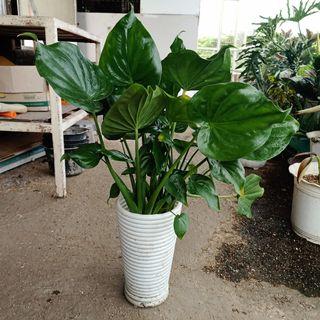 Heart Shaped Alocasia in Tall White Pot Indoor/Outdoor Plant