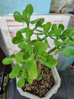 Jade plant / money tree / lucky plant
