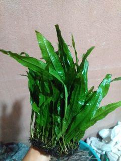 Java fern aquatic plant live aquarium plant