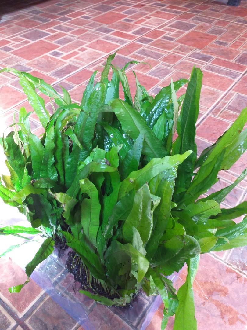Java fern aquatic plant live aquarium plant (Category: Plants & Seeds) located in Antipolo. Submitted by ramr4m (Listing ID 1191220118, Image 3). Description: Epiphyte aquatic plant. Java fern sp. Big. 👉🏽250 per patch Lower Antipolo. Masinag area. Maries village 2..