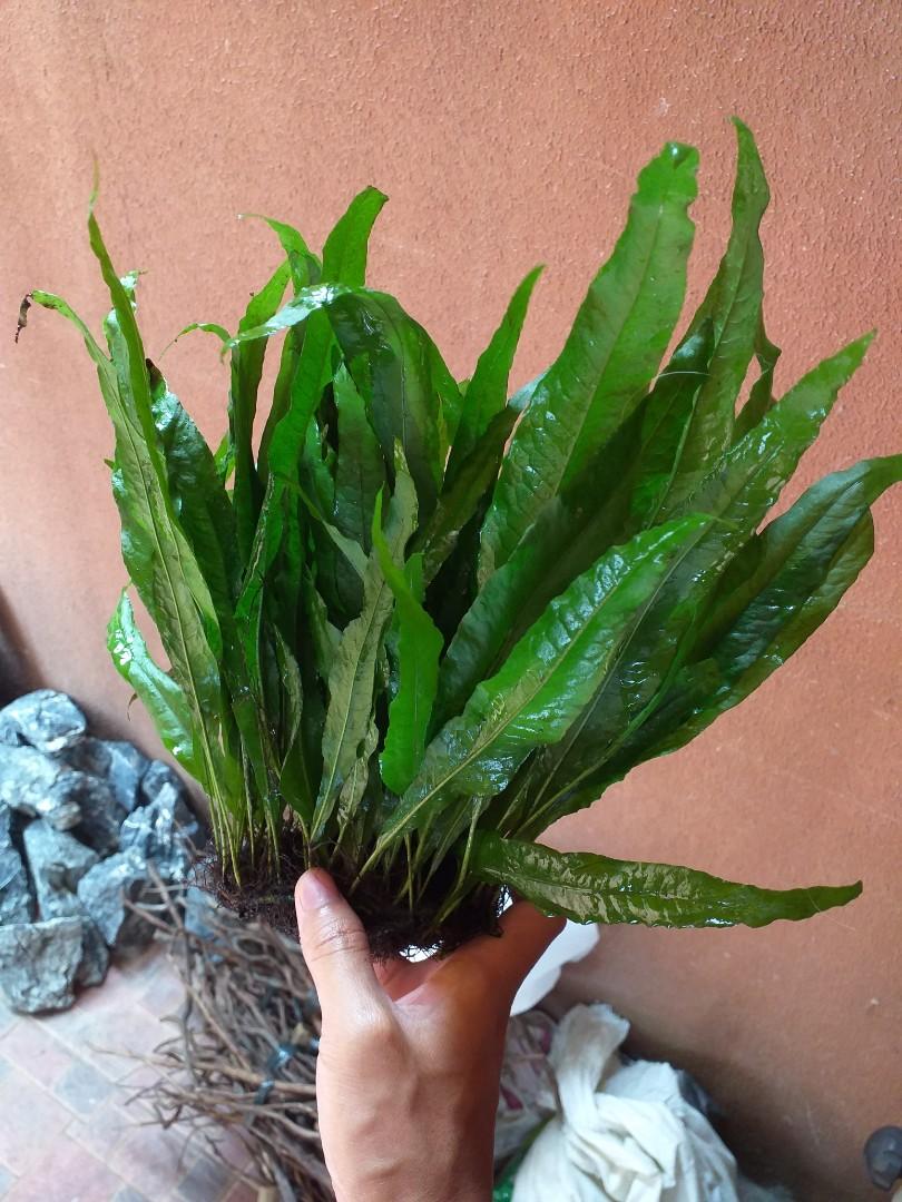 Java fern aquatic plant live aquarium plant, Furniture & Home Living ...