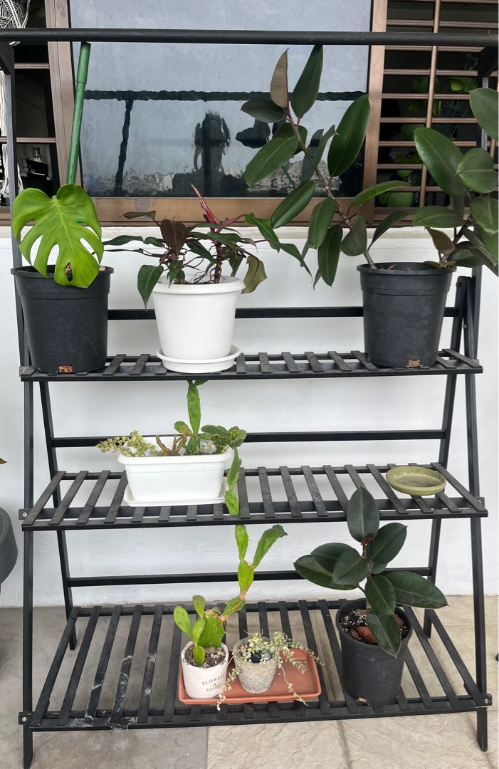 Plant display rack plants not included, Furniture & Home Living