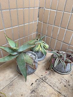 （分類：）位於 。 由 summer_srk 提交（商品編號 1191153638，圖片 1）。簡介： 。