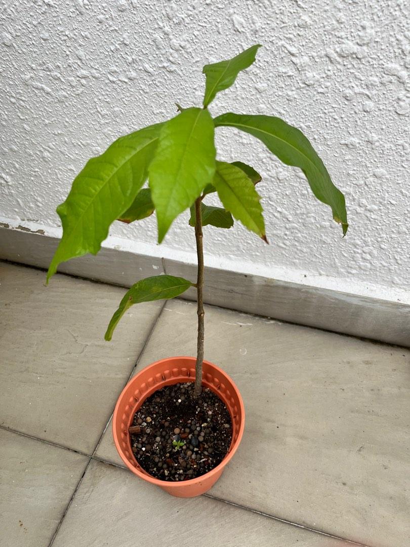 Sandpaper vine, Furniture & Home Living, Gardening, Plants & Seeds on