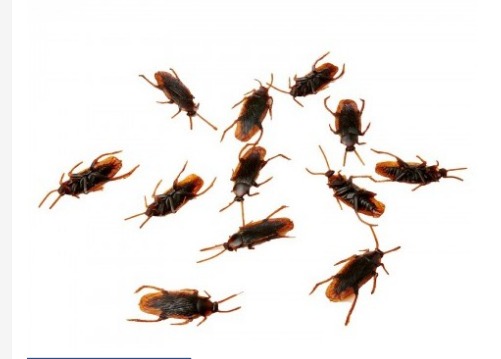 [SG Stock] Fake Rubber Cockroaches Prank Insect Props Realistic Scare ...