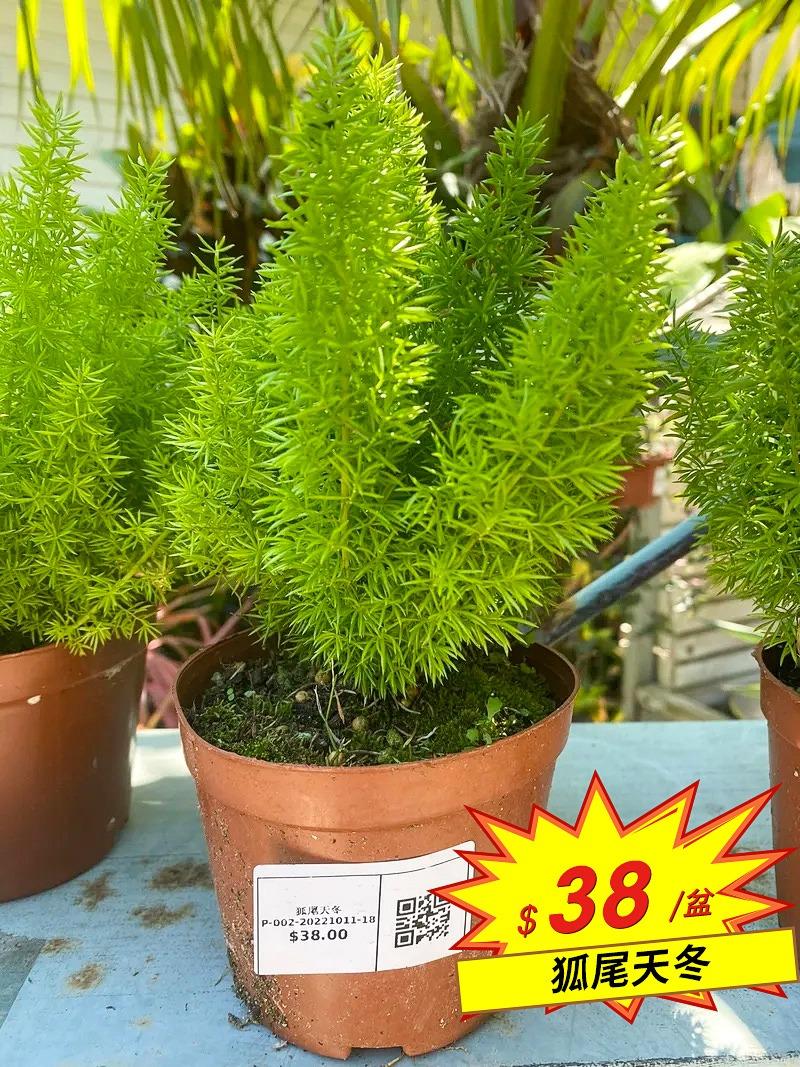 狐尾天冬種植盆栽綠植小盆種植陽台園藝室外植物草花 傢俬 家居 園藝 盆栽 Carousell